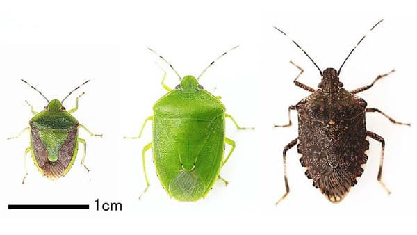 【注意報】なし、ももなど果樹全般にカメムシ類　県内全域で多発のおそれ　広島県