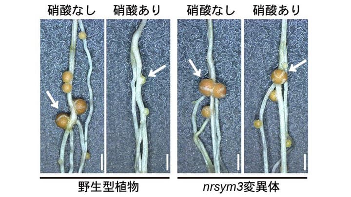土壌から吸収か微生物からもらうか　硝酸イオン輸送からマメ科植物の窒素栄養獲得戦略を解明