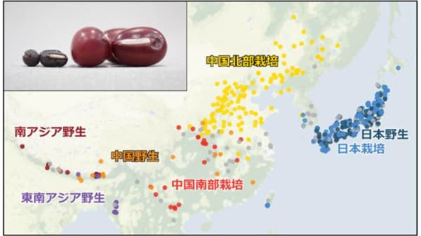 アズキの栽培起源は縄文時代の日本　ゲノム解析で明らかに　農研機構