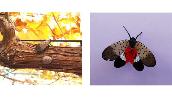 【特殊報】ブドウにシタベニハゴロモ　県内の果樹園地で初めて確認　富山県