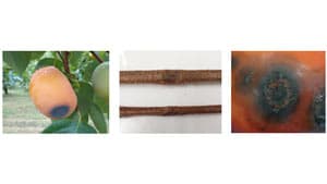 カキ炭疽病　県内全域で多発のおそれ