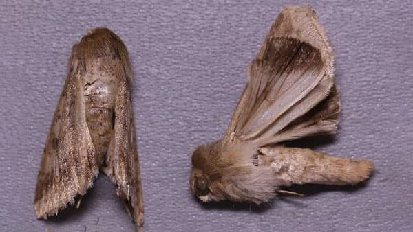 【注意報】野菜類、花き類にオオタバコガ　県内全域で多発のおそれ　新潟県