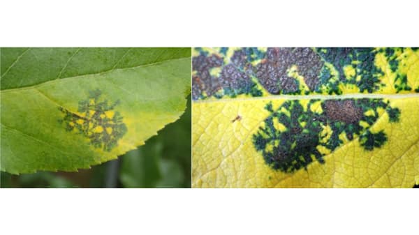 【注意報】りんごに褐斑病　県中南部で多発のおそれ　岩手県