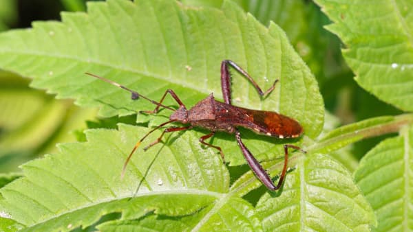 【注意報】早期・普通期水稲に穂吸汁性カメムシ類　県下全域で多発のおそれ　長崎県
