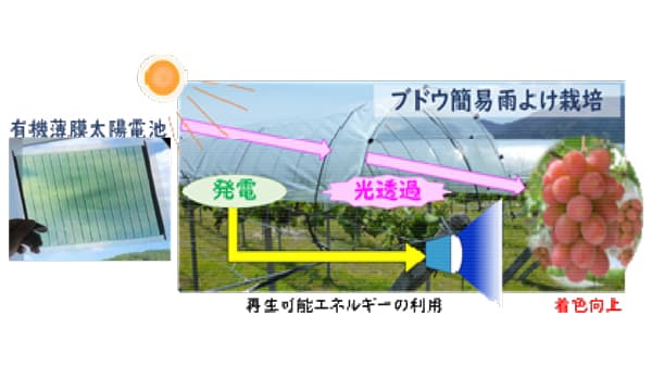 「有機薄膜太陽電池」で発電した電力　ブドウの着色に活用　実証実験開始