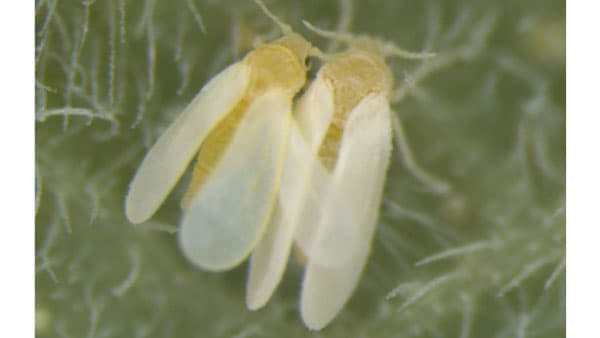 害虫を超音波の振動で撃退　タバココナジラミなど難防除害虫の新たな防除法を開発　農研機構