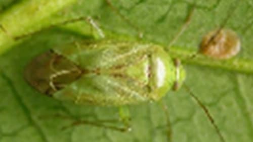 小ギクにカスミカメ類　沖縄群島で多発のおそれ