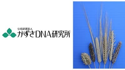 オオムギのゲノム多様性　大規模解読に成功　品種改良へDNA情報の活用が可能に　かずさDNA研究所
