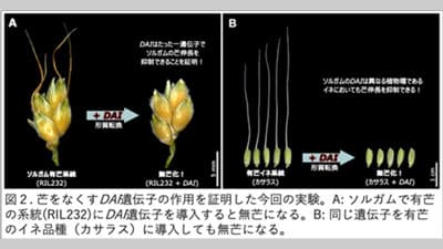 穀物の「芒（ぼう）」ができなくなるしくみを解明　岡山大学