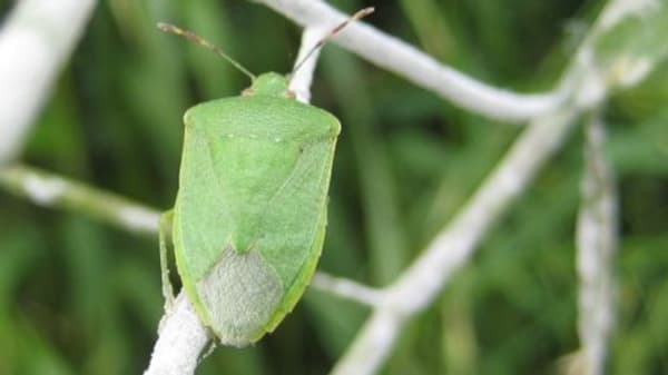 【注意報】黒大豆・小豆に吸実性カメムシ類　府内全域で多発のおそれ　京都府