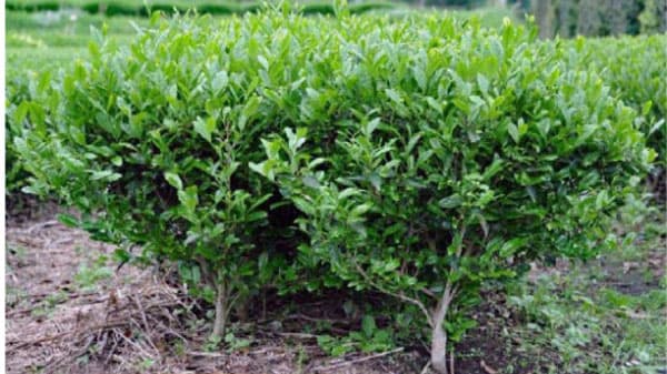 抹茶・粉末茶に適した新品種「せいめい」育成と増産態勢確立　開発成果を公表　生研支援センター