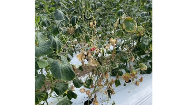 【特殊報】キュウリに黒点根腐病　県内で発生を初めて確認　福岡県