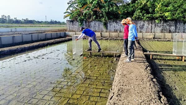 収量を維持しながらCO2e排出量を30％削減　稲作に関する新知見を発表　BASF