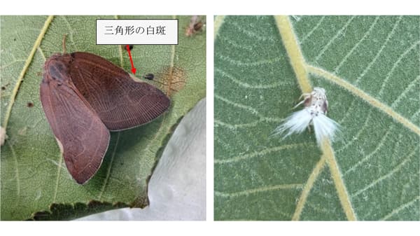 【特殊報】チュウゴクアミガサハゴロモ　県内で初めて確認　香川県