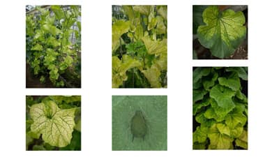 【特殊報】メロンにCABYV　国内で初めて確認　滋賀県