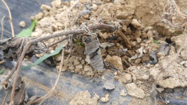 【特殊報】スイカ黒点根腐病　県内で初めて確認　福島県