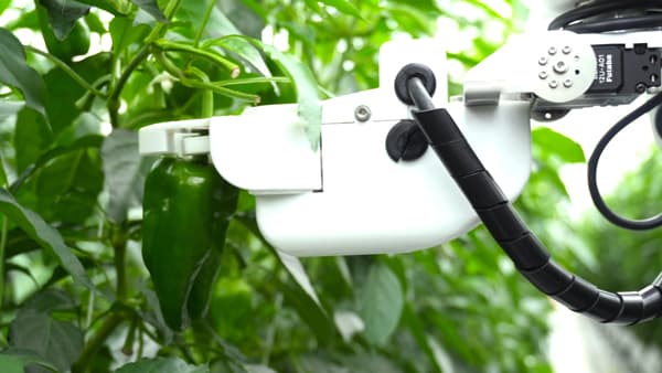 機能強化したピーマン収穫ロボット　ＪＡ全農いわてに導入　AGRIST