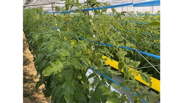 【注意報】トマト黄化葉巻病　冬春トマト栽培地域で多発のおそれ　熊本県