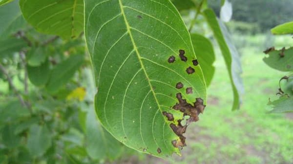 クルミ褐斑病　国内で初めて確認