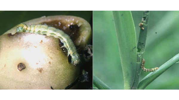 【注意報】野菜、花き類にタバコガ類　県東部・中央部で多発のおそれ　高知県