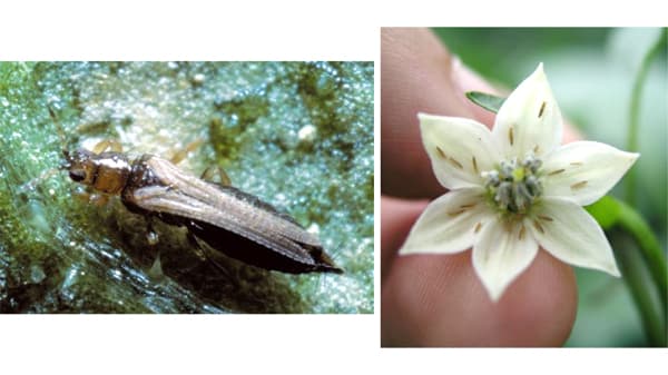 【注意報】ピーマンにアザミウマ類　県内全域で多発のおそれ　大分県