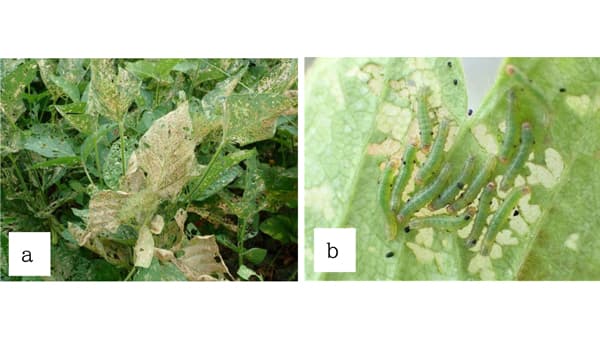【注意報】ハスモンヨトウが多発　ダイズは初期防除を　三重県