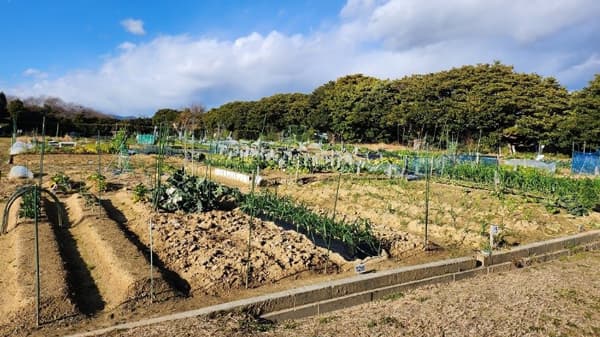夏野菜の上手な育て方「栽培講習会」市民ふれあい農園で無料開催　愛知県豊橋市