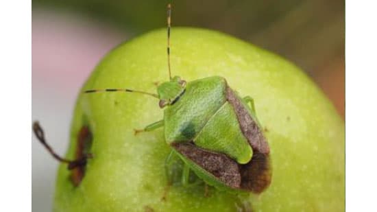 【クローズアップ】カメムシが全国的に大量発生　31都道府県で注意報　果樹・米の被害防止へ早期対応を