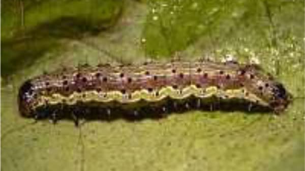 【注意報】豆類、野菜類、花き類にタバコガ類　府内全域で多発のおそれ　京都府