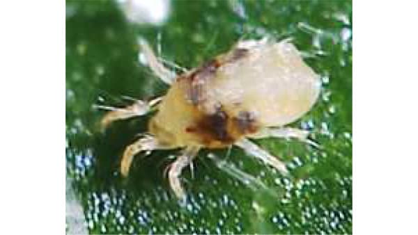 【注意報】イチゴにハダニ類　県内全域で多発のおそれ　佐賀県