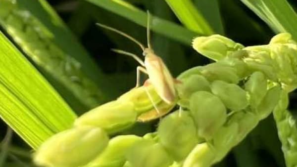 【注意報】水稲に斑点米カメムシ類　県下全域で多発のおそれ　愛媛県