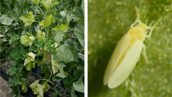 【特殊報】メロン退緑黄化病　県内のメロンほ場で初めて確認　滋賀県