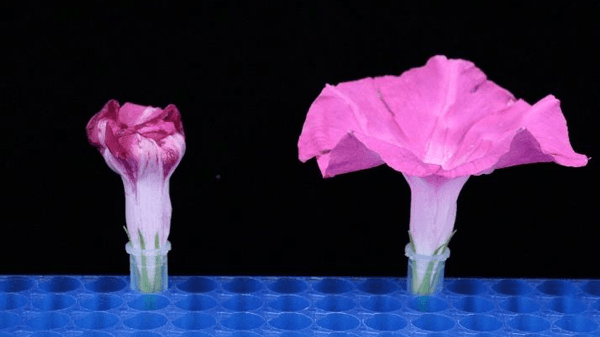 アサガオの花の寿命を延ばす化合物を発見　農研機構・愛媛大学