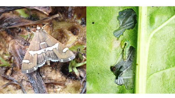 【注意報】シロオビノメイガ早期に飛来　てんさいなど全道で被害のおそれ　北海道