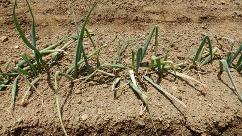 ネギリゾクトニア葉鞘腐敗病　県内で初めて確認