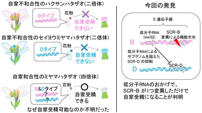 自家受精進化の謎を解明　新たな植物種の交配など栽培植物の育種の応用へ　横浜市立大など研究グループ