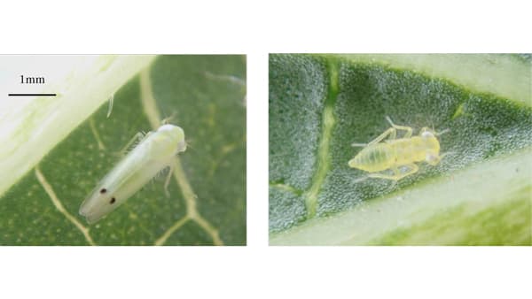 【注意報】オクラにフタテンミドリヒメヨコバイ　石垣市で多発のおそれ　沖縄県