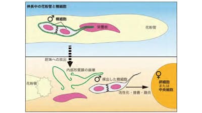 植物の精細胞が「一皮むけた」瞬間を撮影　重複受精の仕組みの一端を明らかに　横浜市立大