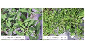 ベゴモウイルス抵抗性でトウガラシの生産量が倍増　ウイルス病被害の低減に期待　近畿大