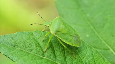 イネカメムシ発生状況と防除対策　最新情報まとめ（2025年版）