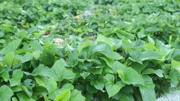 サツマイモ基腐病　県本土・熊毛地域で発生