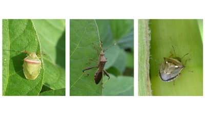 【注意報】ダイズ吸実性カメムシ類　県下全域で多発に注意　富山県