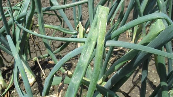 タマネギべと病・ネギべと病　県下全域で多発のおそれ
