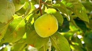 ナシ、カキなどに果樹カメムシ類　県内全域で多発のおそれ