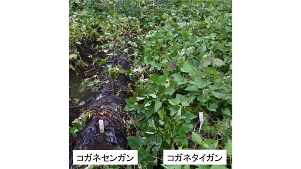 多収でサツマイモ基腐病などに抵抗性　原料用サツマイモ「コガネタイガン」育成　農研機構