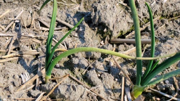 タマネギべと病　県下全域で発生