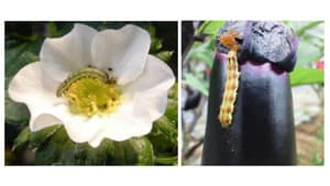 野菜・花き類のオオタバコガ　県内全域で多発に注意