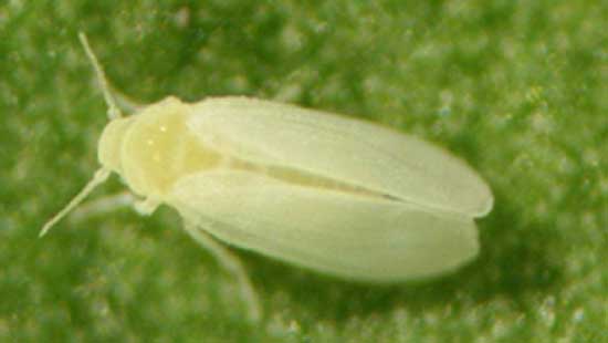 トマト・ミニトマトに「タバココナジラミ」多発のおそれ