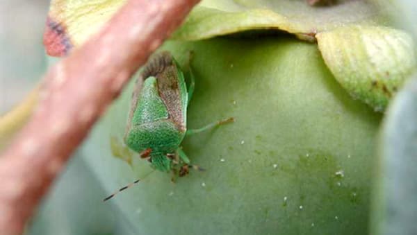 かき、なし、すももに果樹カメムシ類　県内で多発のおそれ
