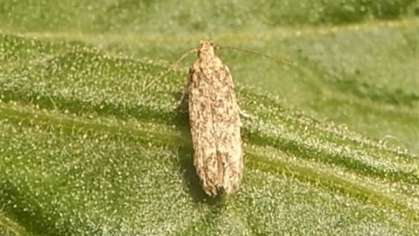 【注意報】トマト、ミニトマトに「トマトキバガ」県内全域で多発のおそれ　大分県